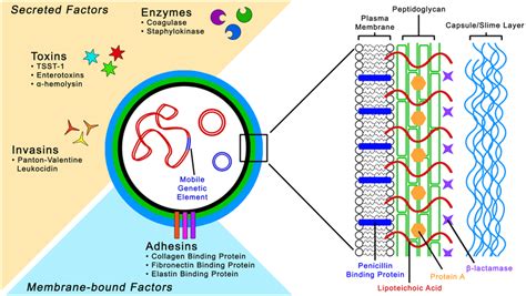 Staphylococcus aureus cell structure and pathogenic... | Download Scientific Diagram