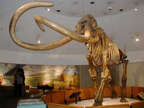 Mammoth Tusks Dating Back to 100,000 Years Ago Unearthed Off the Coast ...