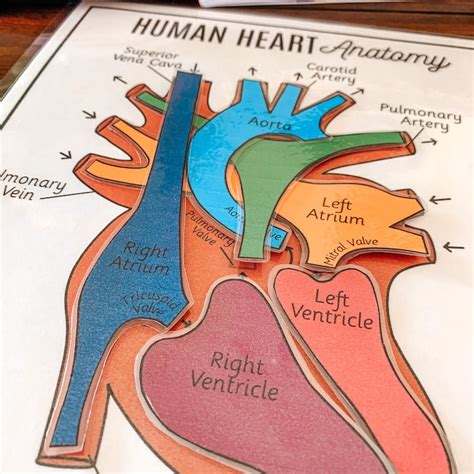 Heart Anatomy Printable Activity Human Body Game About Me | Etsy