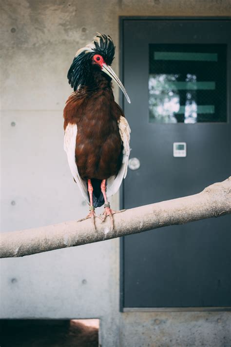 Free Images : red, color, blue, black, chicken, duck, vertebrate, water ...