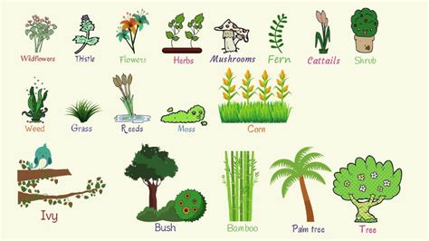 small plants name in english - Google Search | Plants vocabulary, Plants, Trees name in english