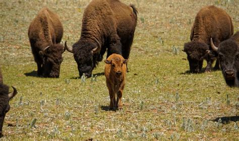 Grand Canyon Wildlife Managers Transfer 58 Bison To Two Tribes Due To ...