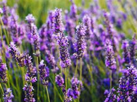 Lavender: Health Benefits, Uses, Side Effects And More | TheHealthSite.com