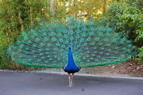 The Grass is Always Greener : The Peacock