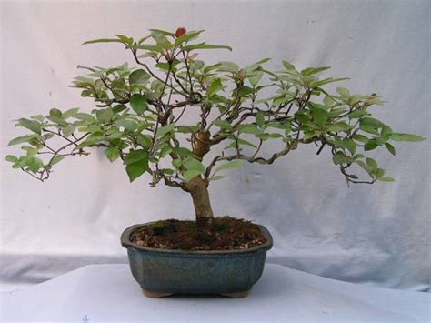 DaSu Bonsai Studios : Sargent Crabapple ADV