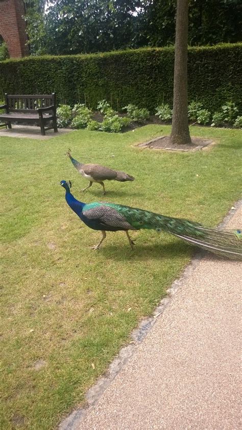 two peacocks are walking around in the grass