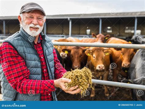 Farmer Feeding Cows on Ranch Stock Image - Image of industry, farming ...