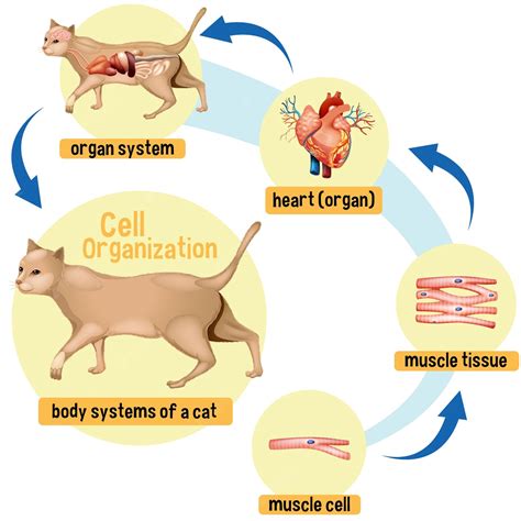 Animal Tissues • Teacha!