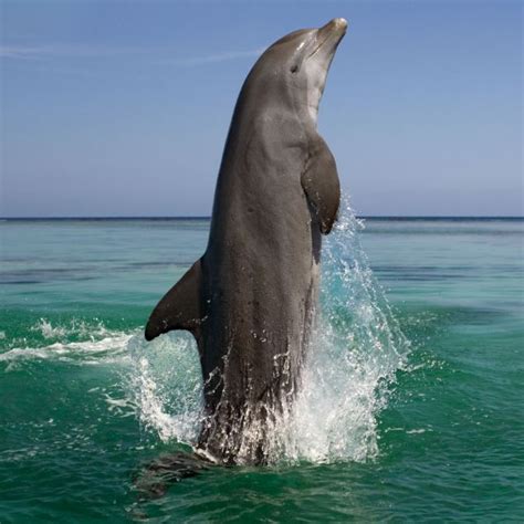 Prime News Blog: Fact Of The Day: Dolphins Sleep With One Eye Open And Half Brain Awake, To ...