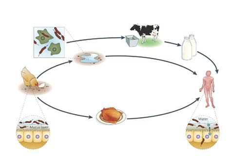 The sources and outcomes of C. jejuni infection. Several environmental ...