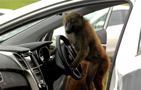 Life On Cars: Hyundai i30 passes The Monkey Test at Knowsley Safari Park