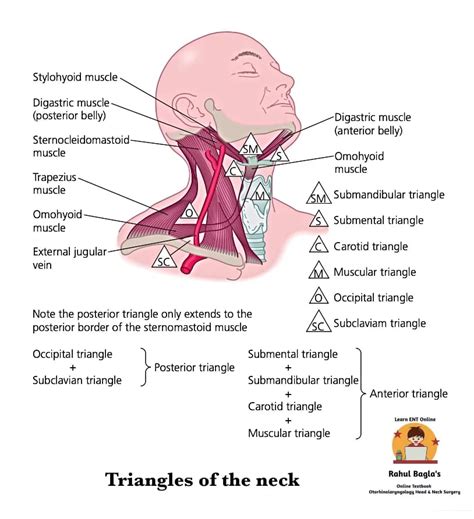 Triangles of the Neck - Submental, Submandibular triangle