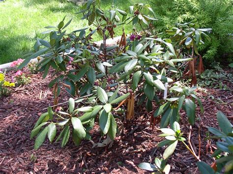 Rhododendron With Scorched Leaves – What Causes Crispy Rhododendron Leaves