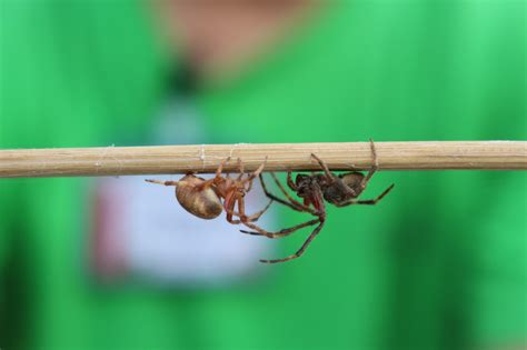 Fandojr Photography: Spider fight! "BOTOGS"