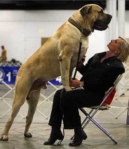 Biggest Dogs - Top 10 Dog Pictures | Huge dogs, Mastiff dogs, Giant dogs