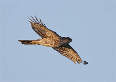 Sparrowhawk in Flight by NeilSchofield | ePHOTOzine