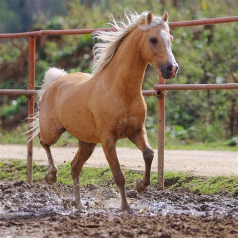 List 91+ Wallpaper Picture Of A Palomino Horse Completed