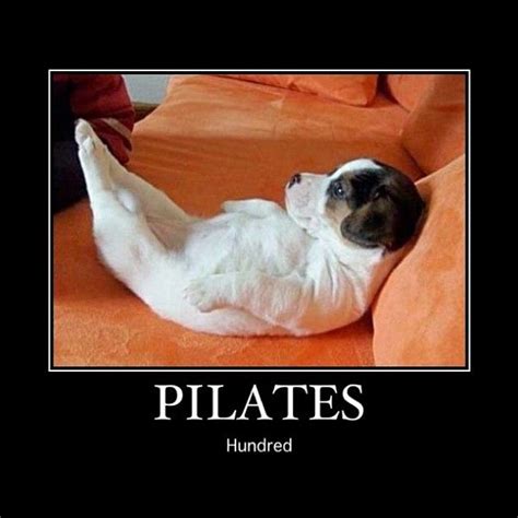 Inspirah Pilates | Cute animals, Puppies yoga, Funny dogs