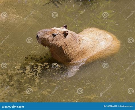 Capybara or water pig. stock photo. Image of mammal - 182806592