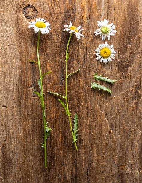 Foraging and Cooking Oxeye Daisy (Leucanthemum vulgare)