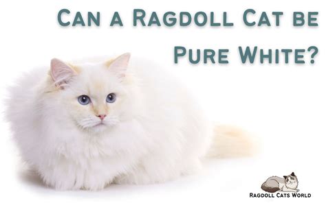 Can a Ragdoll Cat be Pure White? - Ragdoll Cats World