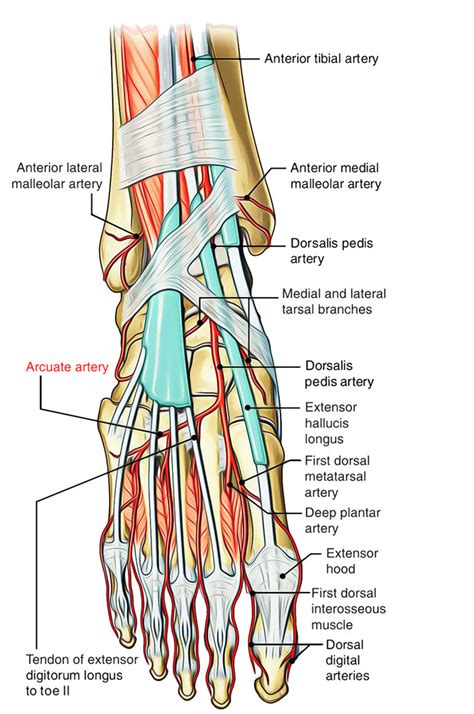 Arcuate Arteries (Foot) – Earth's Lab