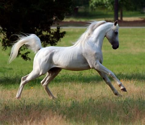 17 Wild Facts About Horses | Arabian horse, Horses, Beautiful horses