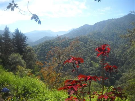 Bosque nublado paisaje | Natural landmarks, Landmarks, Nature