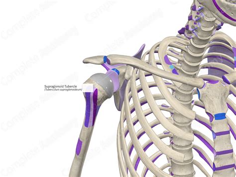 Supraglenoid Tubercle | Complete Anatomy