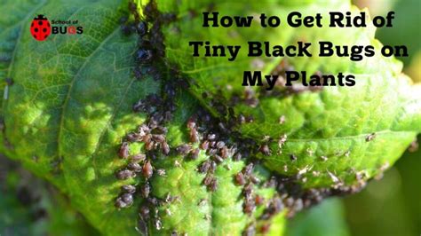 How to Get Rid of Tiny Black Bugs on My Plants – School Of Bugs