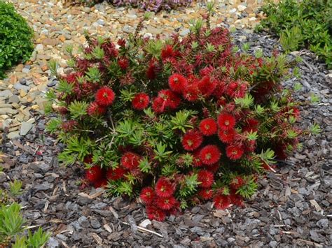 Callistemon bottlebrush 'Matthew Flinders' | Australian native garden ...