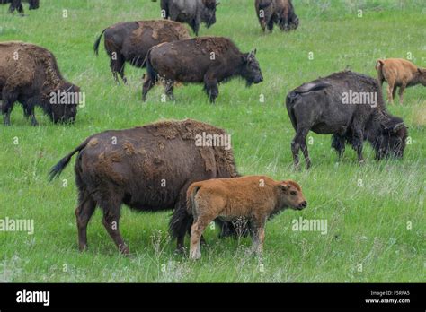 American Bison (Bison bison) herd of adults with calves, Western USA Stock Photo - Alamy