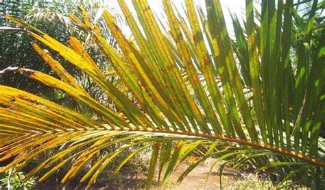 Daun Kelapa Sawit Kuning dan Kering: Gejala, Penyebab, Cara Mengatasi, Hingga Pencegahan ...