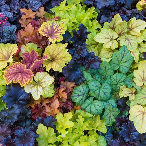 Heuchera Mixture - Mixed Coral Bells | Breck's