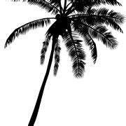 Long Coconut Tree PNG HD Image | PNG All