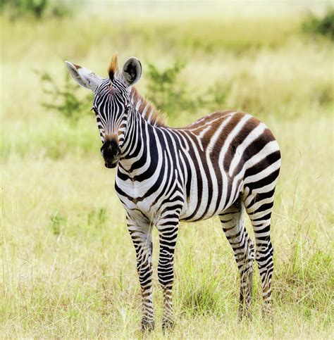 Plains Zebra Foal Photograph by Cindi Alvarado | Fine Art America