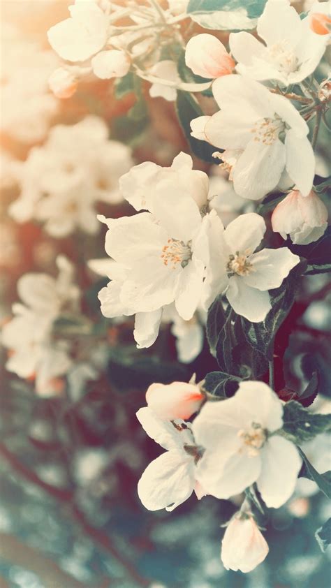 🔥 Free download Flower Petal White Blossom Spring Branch in Flower [1080x1920] for your Desktop ...