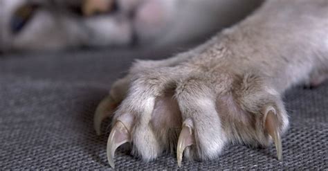 Best Couch Material for Cats with Claws in 2024: Cat-Friendly Furniture