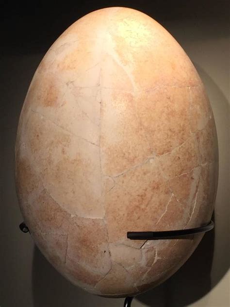 Large Reconstructed Elephant Bird's Egg at 1stDibs | elephant bird egg ...