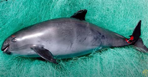 How Many Vaquitas Are Left? It May Be the Next Extinct Species