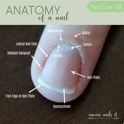 Nail Anatomy (and why you should know it)