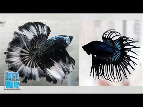 10 IKAN CUPANG WARNA HITAM PALING CANTIK DAN INDAH - YouTube