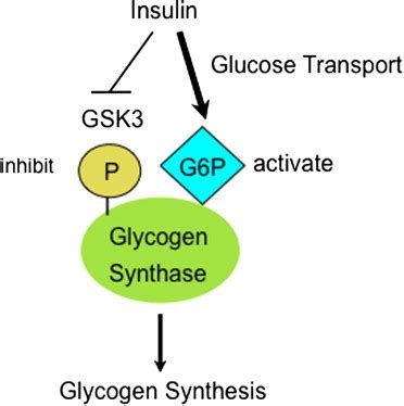 Regulation Of Glycogen Synthase