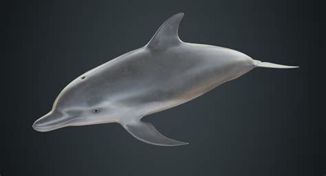 3D model dolphin 1a - TurboSquid 1392279