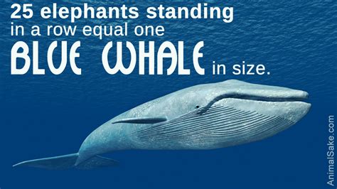 Can You Guess the Size of the Enormous Blue Whale? - Animal Sake