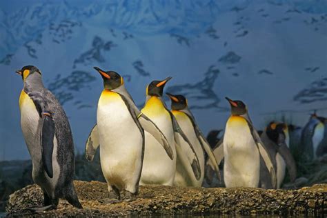 Top 20 King Penguin Facts - Habitat, Diet, Breeding & More - Facts.net