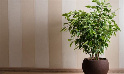 Best Air Purifying Indoor Plants For Your Home | Design Cafe