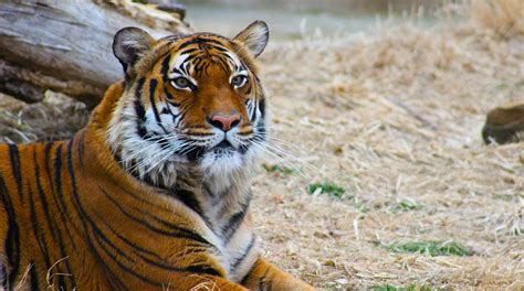 Malayan Tiger | The Animal Facts | Appearance, Diet, Habitat, Behavior