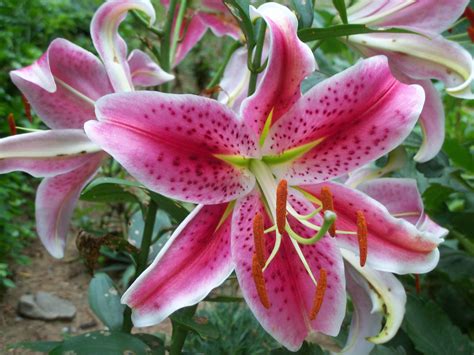 Stargazer Lily Wallpapers - Wallpaper Cave