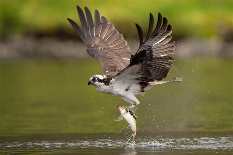 Dark feathers give birds hot wings that may save energy during flight | New Scientist